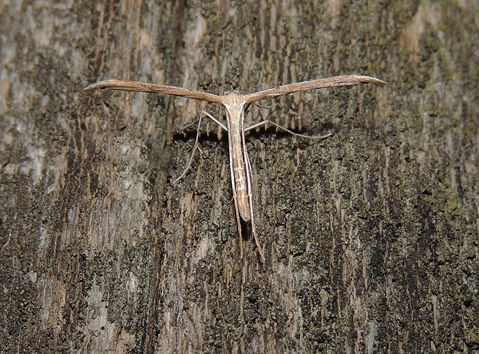 Emmelina monodactyla Pterophoridae